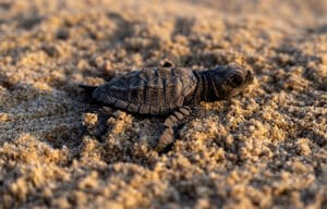 Baby sea turtle in Oaxaca, Mexico